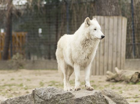 Bright white wold standing on rock.