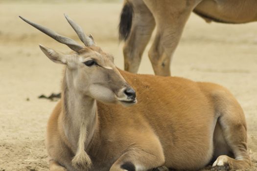 Elk or deer in Berlin Zoo in Europe.