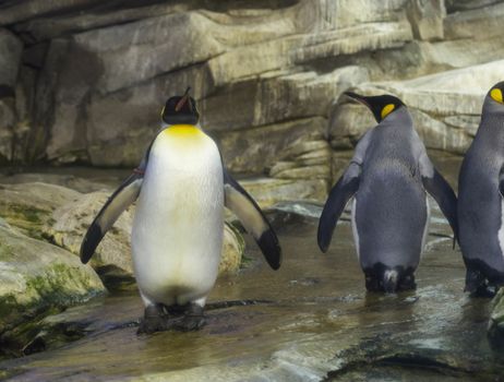 Penguins standing on rocks and water.