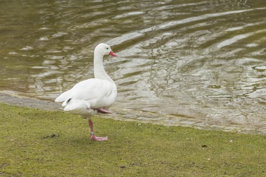 Goose standing on one leg.
