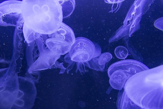 Blue jellyfish swimming in dark aquarium.