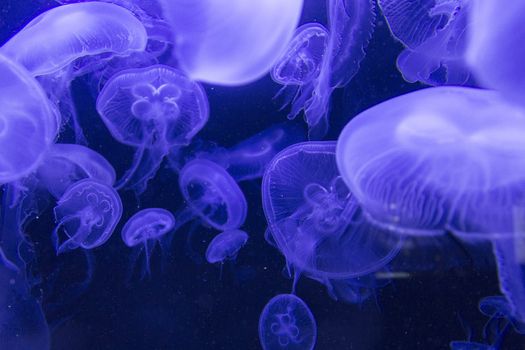 Blue jellyfish swimming in dark aquarium.