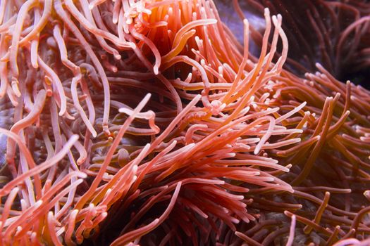 Bright red actinia under water.