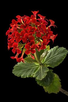 Flower Kalanchoe, tropical succulent, isolated on black background