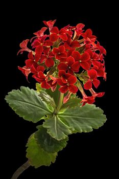 Flower Kalanchoe, tropical succulent, isolated on black background