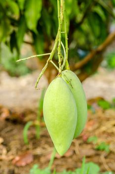 Mangifera Indica mango fruit on a mango tree in plantation