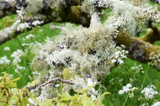 Moss and lichen on tree branches.