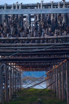 Rows of dried cod on Lofoten islands