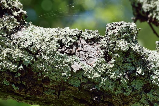 Moss and lichen on tree branches.