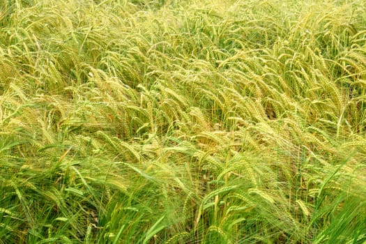 Wheat and cereal crops wafting in the summer breeze.