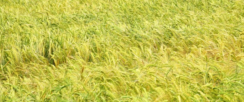 Wheat and cereal crops wafting in the summer breeze.