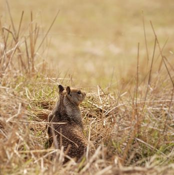 Ground squirrel sitting at the hole entrance.