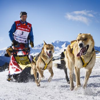 SARDIERES VANOISE, FRANCE - JANUARY 20 2016 - the GRANDE ODYSSEE the hardest mushers race in savoie Mont-Blanc, Daniel JUILLAGUET, sweeden musher, Vanoise, Alps