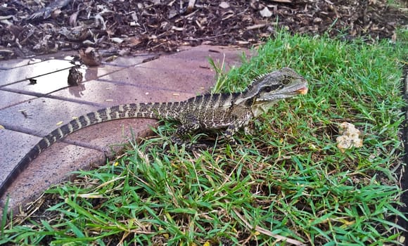 Lizard is eating on grass