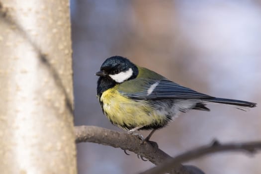 The photo shows a bird on a branch