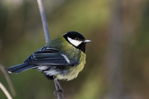 The photo shows a bird on a branch