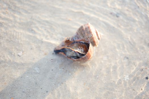 Live Shellfish in nature at the sea