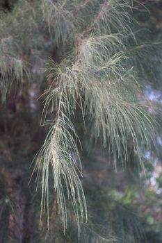 close up of pine leaves