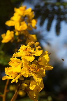 Yellow wild Flower with flying bees