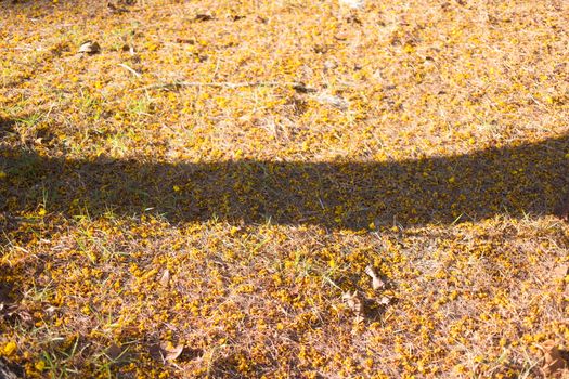 shadow Yellow flowers fall on sand on beach area