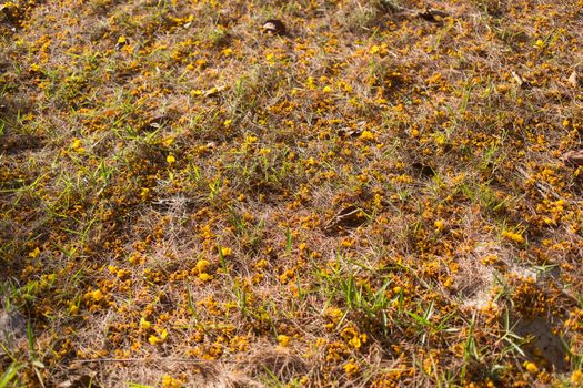 Yellow flowers fall on sand on beach area