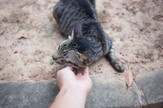 a hand playing with cat