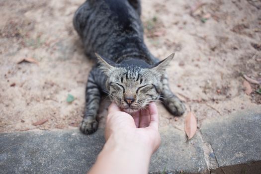 a hand playing with cat