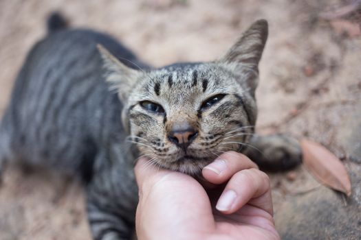 a hand playing with cat