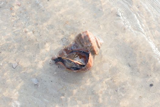 Live Shellfish in nature at the sea