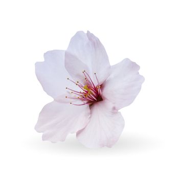 Cherry blossom, sakura flowers isolated on white background.