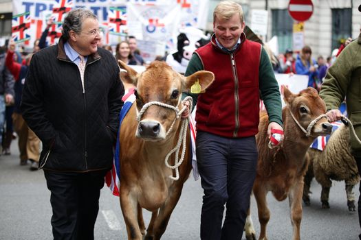 ENGLAND, London: Demonstrators and cows are seen during a farmers rally in London, on March 23, 2016. The march intends to raise awareness, as many farmers across the region are facing an economic crisis. Participants gathered at Waterloo Place and marched to Downing Street. The event was organized by the Farmers For Action (FFA).