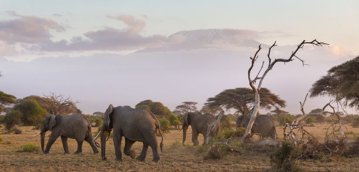 Elephant herd in Amboseli national park in Kenya. Mt. Kilimanjaro in Tanzania can be seen in background. Panoramic composition.