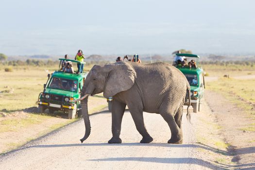 Tourists in safari jeeps watching and taking photos of big wild elephant crossing dirt roadi in Amboseli national park, Kenya. 