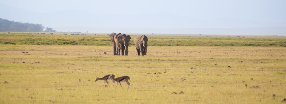 Herd of elephants walkig in Amboseli National park, Kenya, Africa. Panorama.