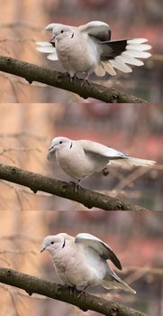 Dove (streptopelia decaocto) on the branch stretching to three different positions