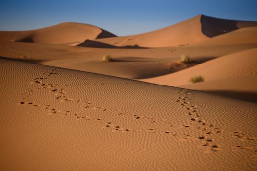 Sand dunes in the Sahara Desert, Erg Chebbi, Merzouga, Morocco