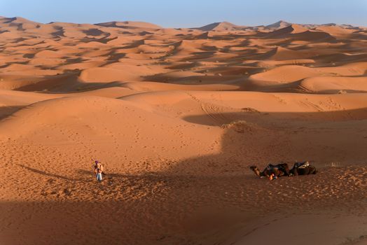 Camels at the sand dunes in the Sahara Desert, Erg Chebbi, Merzouga, Morocco