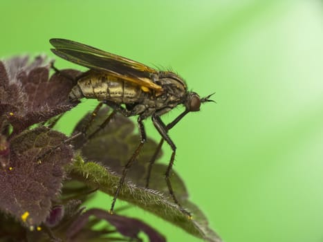 Robber fly resting on leaf