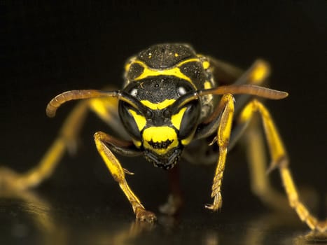 Wasp looking head-on against black background