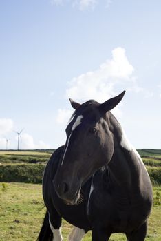 horse in a field near to windmills in county kerry ireland