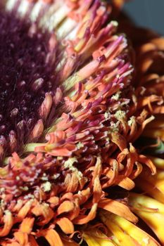 gerbera flower petals abstract background macro