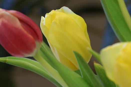 celebratory bouquet of tulips
macro shooting