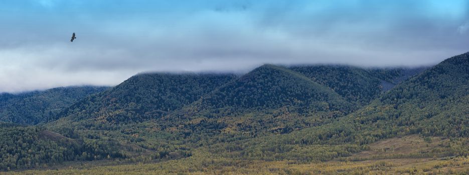 Bird kite hawk above mountain range in autumn day in Altay, Siberia, Russia