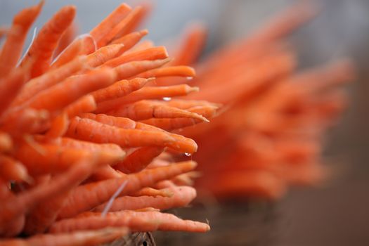 Farm fresh carrots wet with rains, for sale in an Indian vegetable market.