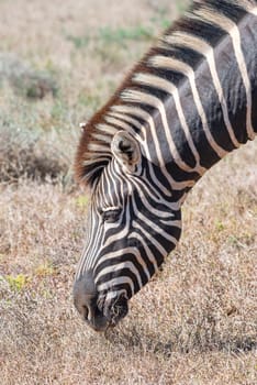 Close-up of a  Burchells zebra, Equus quagga burchellii, grazing in dry grass