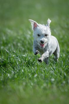 Puppy running through green grass