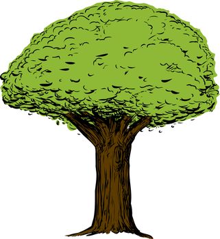 Sketch of green tree with thick trunk over white background