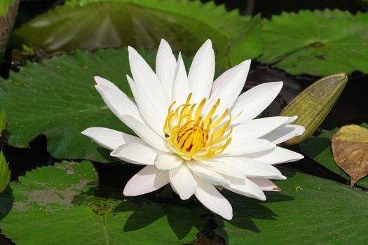 White water lily, flowers of Bali, Indonesia