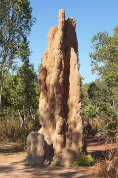 Termite mound, Litchfield National Park, Australia