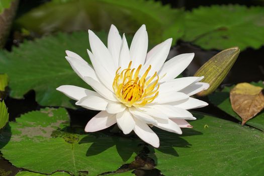 White water lily, flowers of Bali, Indonesia